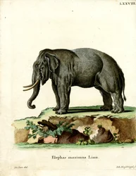 Asiatischer Elefant