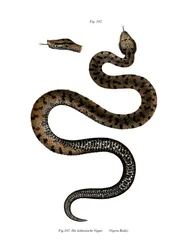 Aspisviper