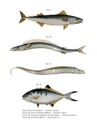 Atlantische Makrele
