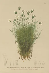 Österreichisches Sandkraut