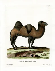 Baktrisches Kamel