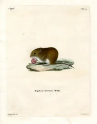 Rötelmaus