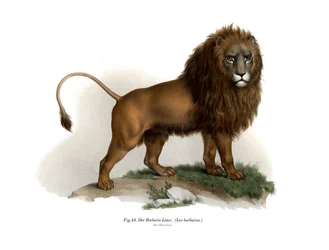 Berberlöwe, 1860