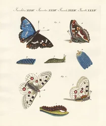 Schöne Schmetterlinge