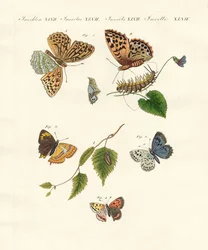 Schöne deutsche Schmetterlinge