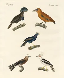 Schöne Vögel