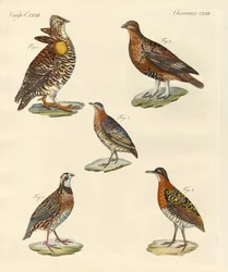 Schöne hühnerartige Vögel