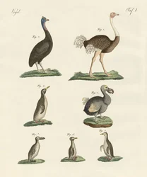 Vögel