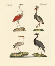 Vögel aus heißen Ländern