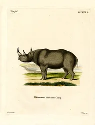 Spitzmaulnashorn