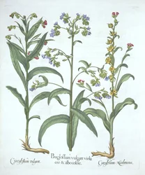 Blauer Ochsenzunge und zwei Arten von Hundszunge, aus Hortus Eystettensis, von Basil Besler (1561-1629), veröffentlicht 1613
