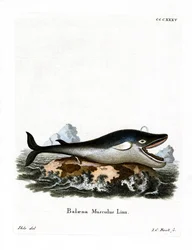 Blauwal