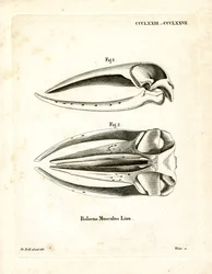 Schädel des Blauwals (farbige Gravur)