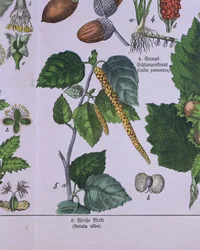 Zweig einer Silberbirke, aus einem Buch über das Klassifikationssystem von Carolus Linnaeus von G.H. von Schubert