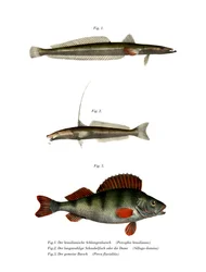 Brasilianischer Plattkopf (Farblithografie)