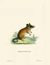 Brasilianisches Graumäuse-Opossum