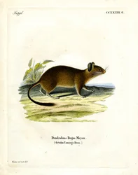 Buschschwanzratte