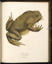 Bufo auga, die Aga-Kröte oder Riesenseekröte, aus 