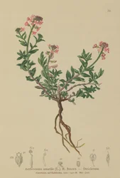 Stein-Schleifenblume