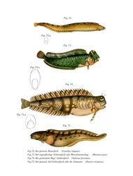 Butterfisch