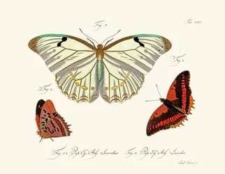 Schmetterlinge