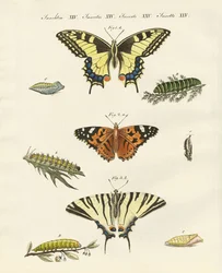 Schmetterlinge