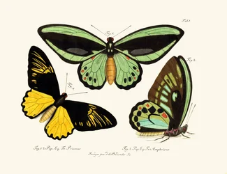 Schmetterlinge