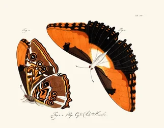 Schmetterlinge