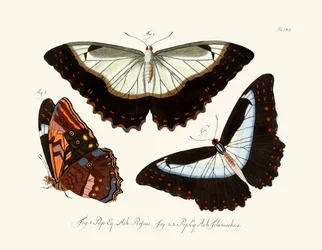 Schmetterlinge