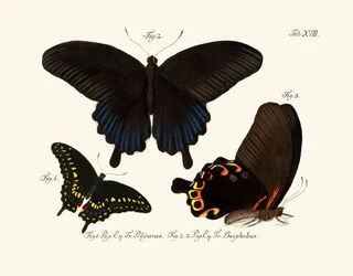 Schmetterlinge