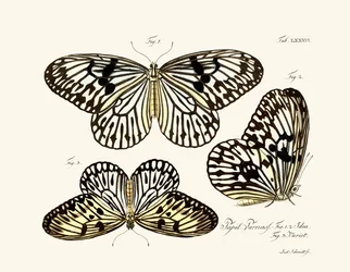 Schmetterlinge