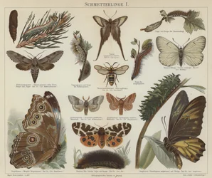 Schmetterlinge und Motten
