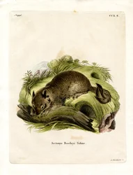 Kalifornisches Erdhörnchen