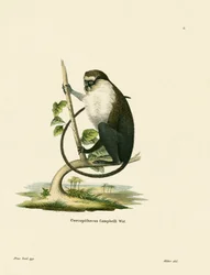 Campbells Meerkatze