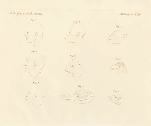 Campers Gesichtsprofile