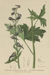 Kerzen-Rittersporn (Delphinium elatum, Delphinium tiroliense)