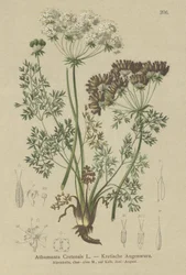 Kandierte Karotte (Athamanta cretensis)