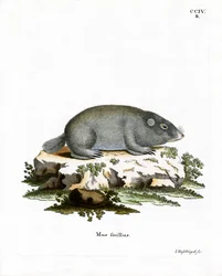 Kap-Dünenmaulwurf