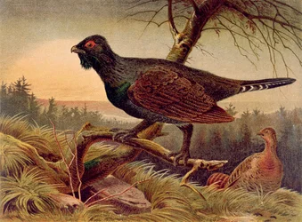 Auerhahn, Tafel aus Brehms Tierleben: Allgemeine Kunde des Tierreichs, Bd. 5, S. 474, veröffentlicht vom Bibliographischen Institut, 1892