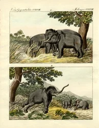 Fang von Elefanten durch Köderelefanten