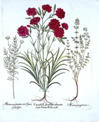 Nelke, Katzenminze und Gemeiner Lavendel, aus Hortus Eystettensis, von Basil Besler, veröffentlicht 1613