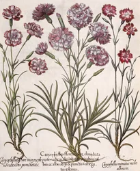Nelken: 1. Caryophyllus flore majore; 2. Caryophyllus flore minor pleno rubescens punctatus; 3. Caryophyllus miniatus medis albescens, aus dem Hortus Eystettensis von Basil Besler, veröffentlicht 1613
