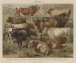 Rinder