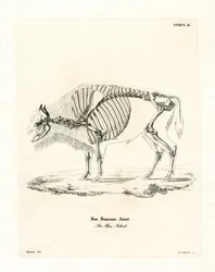 Rinderskelett