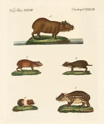 Meerschweinchen