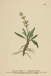 Keltischer Baldrian (Valeriana celtica)