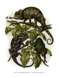 Chamäleon (Farblithografie)