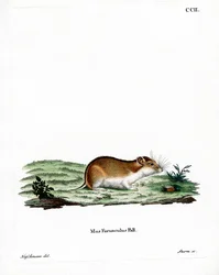 Chinesischer Streifenhamster
