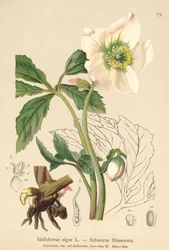 Christrose (Helleborus niger)