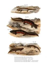 Gefleckte Salamander